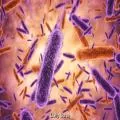Health Department Intensifies Vigilance as Shigella Cases Emerge in Parts of Kerala