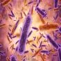 Health Department Intensifies Vigilance as Shigella Cases Emerge in Parts of Kerala