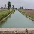 Punjab Canals Flow Beyond Capacity as Paddy Transplantation Peaks