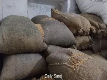 मक्की की बढ़ती मांग से पोल्ट्री फीड महंगी