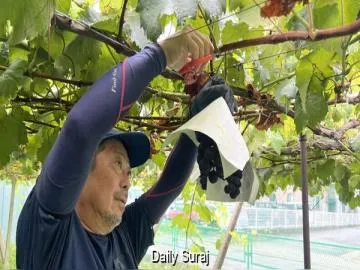 Seed Smuggling Threatens Japan’s Luxury Fruit Market and Global Crop Innovation