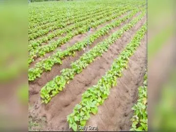 Potato Growers in Punjab Brace for Higher Costs After Sharp Potash Price Hike