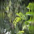 Rain Brings Cooler Weather to Chandigarh and Punjab, Farmers Worry Over Paddy Crop