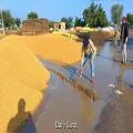 Farmers Wait Four Days for Paddy Procurement as Heavy Rain Worsens Their Woes in Ghariala