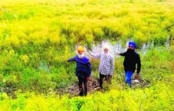 ਸੇਮ ਨਾਲੇ ਵਿਚ ਵੱਧ ਪਾਣੀ ਆਉਣ ਕਾਰਨ 2000 ਏਕੜ ਰਕਬਾ ਪ੍ਰਭਾਵਿਤ