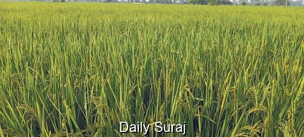 ਸਰਕਾਰ ਨੇ 2025-26 ਸਾਉਣੀ ਸੀਜ਼ਨ ਲਈ ਝੋਨੇ ਦੀ ਐੱਮਐੱਸਪੀ 3 ਫੀਸਦ ਵਧਾਈ