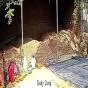 मालवा क्षेत्र में मौसम की मार, किसानों ने सरकार से मांगी मदद