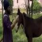 ਲੁਧਿਆਣਾ ਦੀ ਨਹਿਰ ਵਿੱਚ ਡੂੰਘੇ ਟੋਏ ਕਾਰਨ ਵਾਪਰਿਆ ਹਾਦਸਾ, ਘੋੜੇ ਸਮੇਤ ਡੁੱਬਿਆ ਨਿਹੰਗ