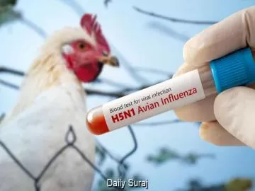 ऑस्ट्रेलिया में H5N1 बर्ड फ्लू के 7 नए संदिग्ध मामले, निगरानी बढ़ाई गई