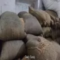 मक्की की बढ़ती मांग से पोल्ट्री फीड महंगी