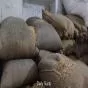 मक्की की बढ़ती मांग से पोल्ट्री फीड महंगी