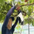 Seed Smuggling Threatens Japan’s Luxury Fruit Market and Global Crop Innovation