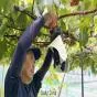 Seed Smuggling Threatens Japan’s Luxury Fruit Market and Global Crop Innovation