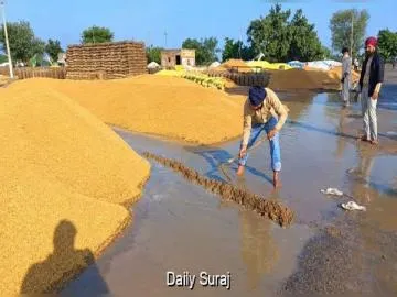Farmers Wait Four Days for Paddy Procurement as Heavy Rain Worsens Their Woes in Ghariala