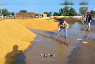 Farmers Wait Four Days for Paddy Procurement as Heavy Rain Worsens Their Woes in Ghariala
